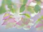 USA, Washington State, Seabeck. Ornamental oregano petals. Art Print